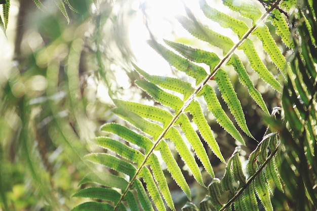 Primer plano de planta de helecho de hoja