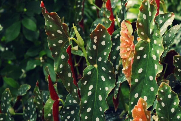 Primer plano de la planta de hoja de taro