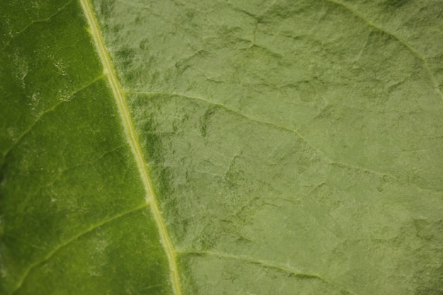 Primer plano, de, planta, hoja