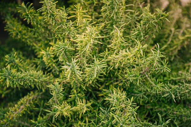 Primer plano de la planta de hojas verdes frescas