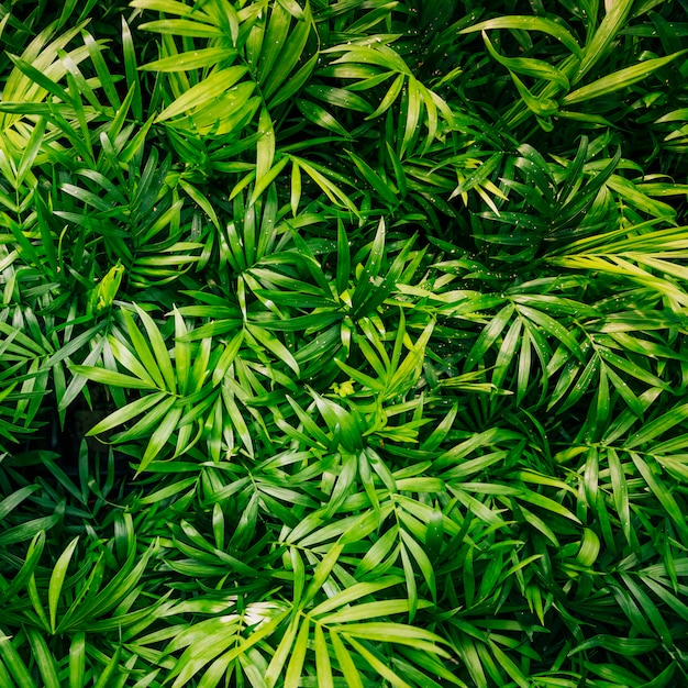 Primer plano de la planta con hojas verdes frescas