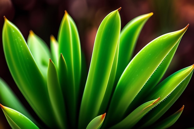 Foto gratuita un primer plano de una planta con hojas verdes