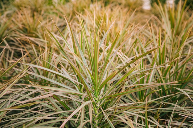 Primer plano de la planta con hojas verdes