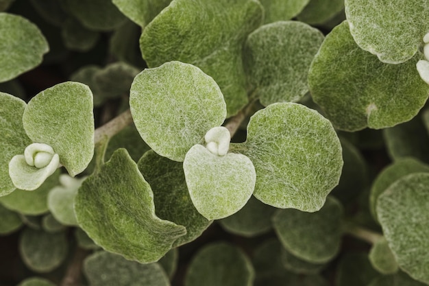 Primer plano, de, planta, hojas