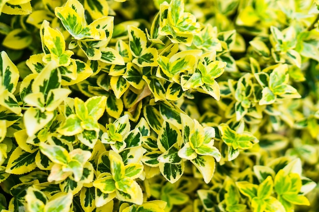 Primer plano de la planta del huso de la fortuna vibrante en amarillo y verde