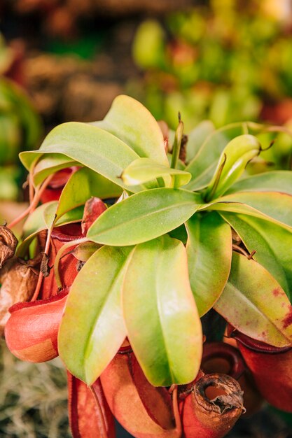 Primer plano de planta insectívora nepenthes