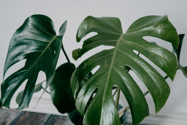 Primer plano de una planta de interior artificial verde