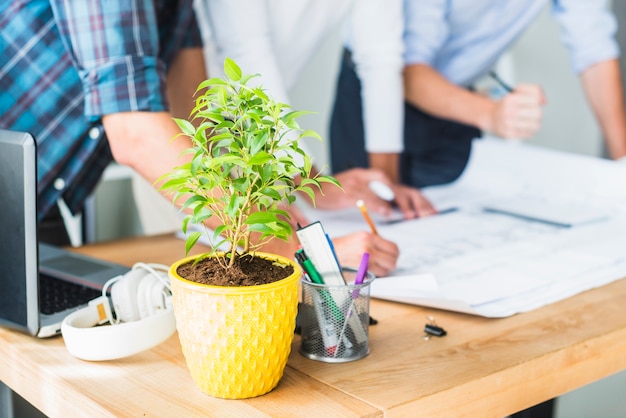 Primer plano de planta de maceta en el lugar de trabajo del arquitecto