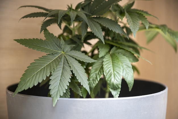 Primer plano de una planta de marihuana verde en una olla blanca
