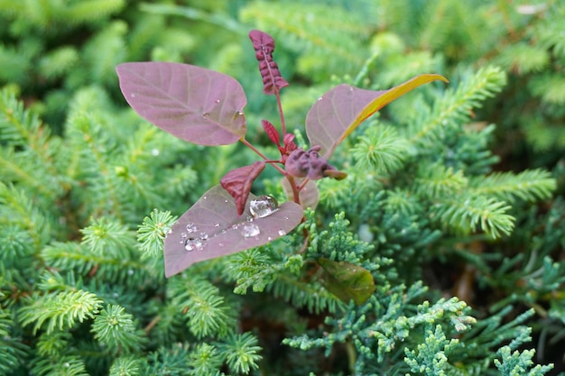 Primer plano de una planta morada que crece entre plantas verdes cubiertas con gotas de rocío