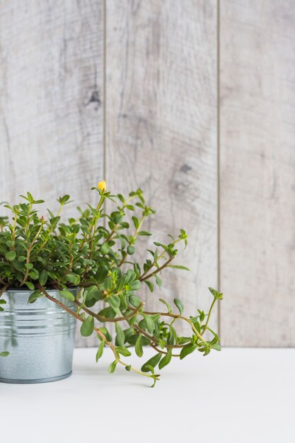 Primer plano de planta con pequeñas hojas y flor amarilla en un recipiente