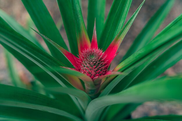 Primer plano de una planta de piña que crece en un jardín.