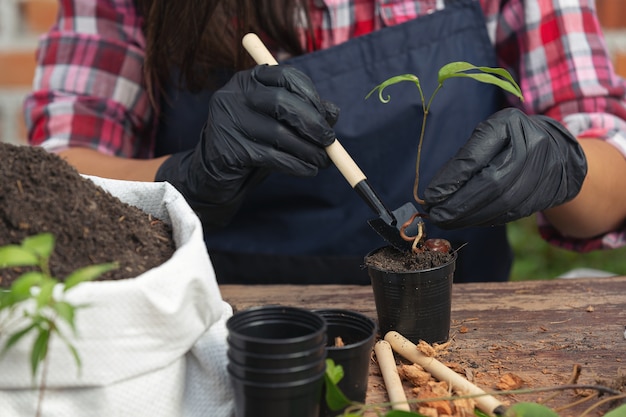 Primer plano de la planta de plantación de manos del jardinero