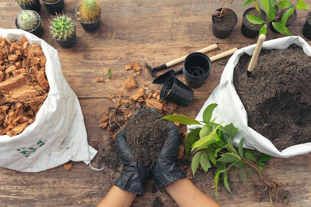 Primer plano de la planta de plantación de manos del jardinero