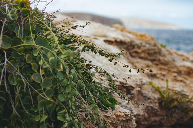 Primer plano de una planta en la playa rodeada por el agua