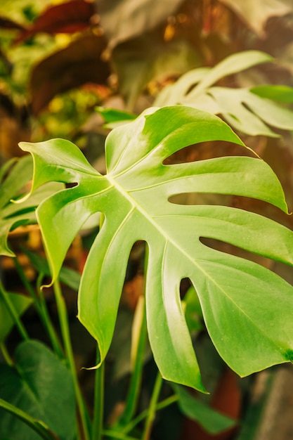 Foto gratuita primer plano de la planta de queso verde suizo