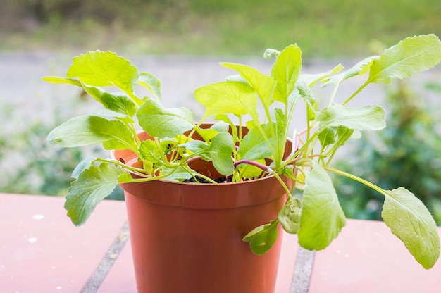 Primer plano de una planta de rábano verde fresco en una maceta de plástico marrón