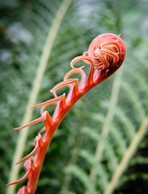 Foto gratuita primer plano de planta rizado rojo