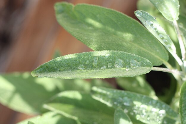 Primer plano de una planta de salvia de hojas verdes bajo la luz del sol