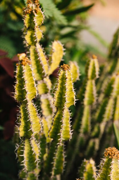 Primer plano de una planta suculenta con espinas