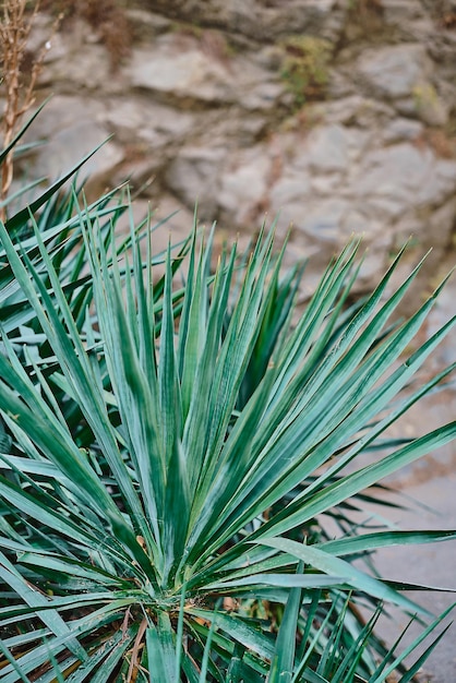 Primer plano de planta suculenta de yuca en el patio trasero contra una idea de enfoque selectivo de marco vertical de roca para un fondo