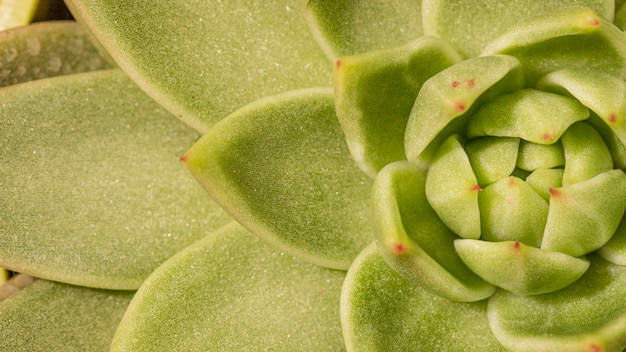 Primer plano, de, planta suculenta