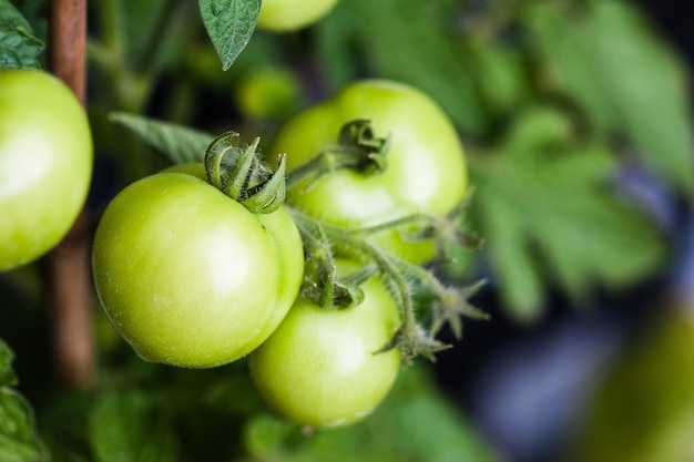 Primer plano de una planta de tomate verde fresco que crece en un invernadero