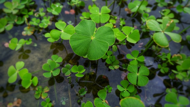 Primer plano de una planta de trébol que crece en el agua