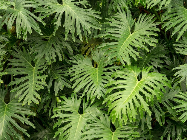 Primer plano de una planta tropical de hojas verdes
