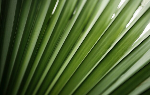 Primer plano de planta tropical verde