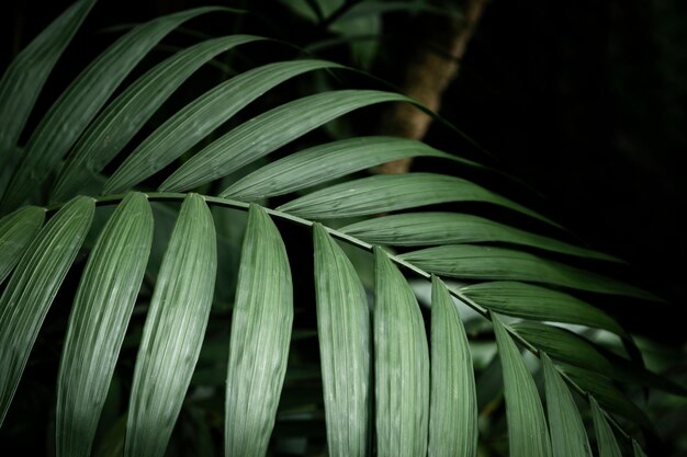 Primer plano de planta tropical