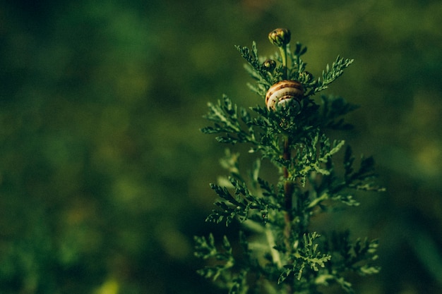 Primer plano de planta verde con caracol