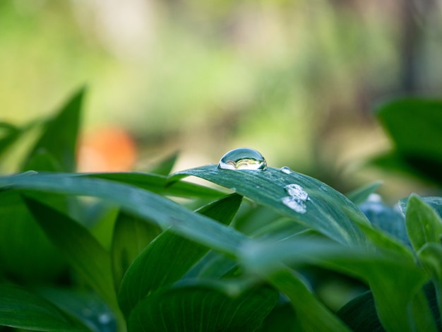 Primer plano de la planta verde con gotas de agua sobre las hojas en el jardín