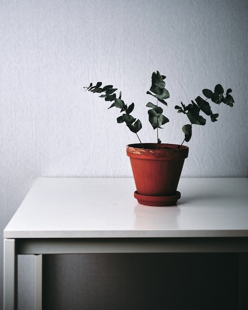 Primer plano de una planta verde sobre una mesa blanca en casa