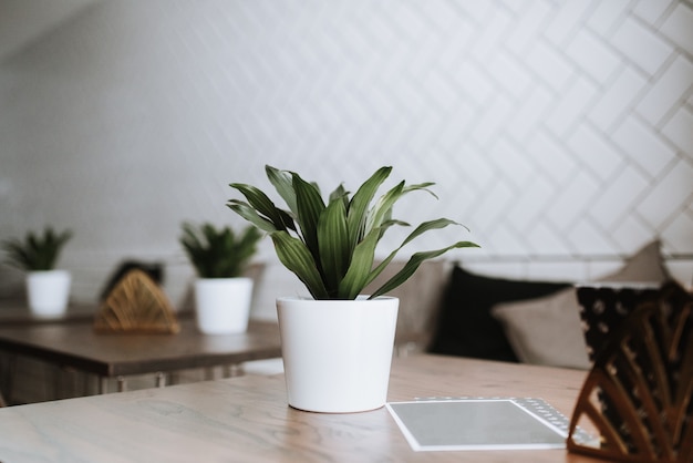 Foto gratuita primer plano de una planta verde en una vasija de cerámica blanca sobre una mesa en un café