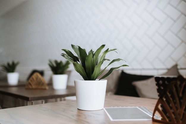 Primer plano de una planta verde en una vasija de cerámica blanca sobre una mesa en un café