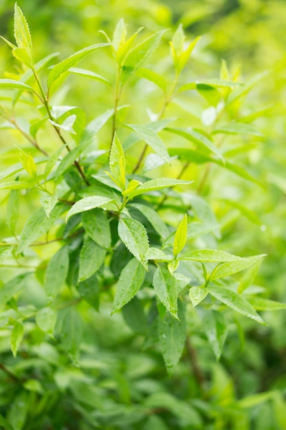 Primer plano de una planta verde con vegetación borrosa en el fondo