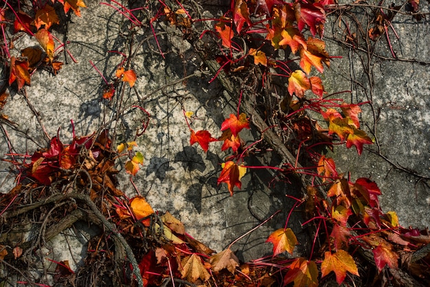 Primer plano de una planta de vid roja sobre un muro de hormigón