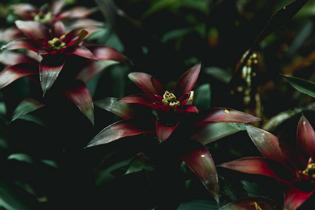 Primer plano de plantas de bromelia roja