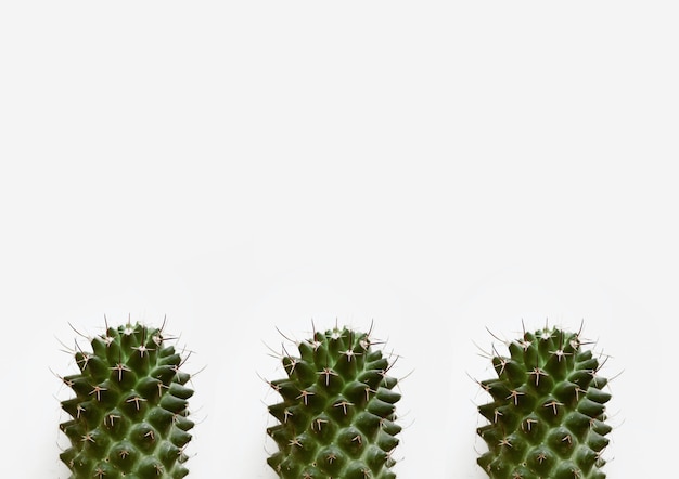 Primer plano de plantas de cactus aisladas sobre fondo blanco