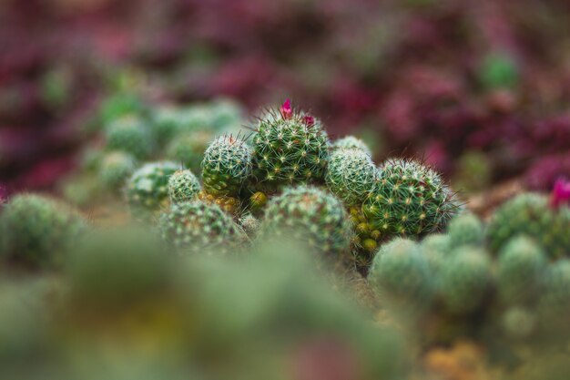 Primer plano de plantas de cactus