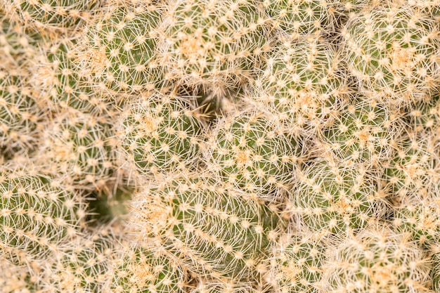 Foto gratuita primer plano de plantas de cactus