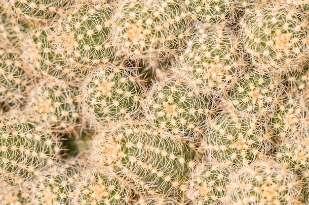 Primer plano de plantas de cactus
