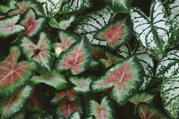 Primer plano de plantas de caladium rojo y verde