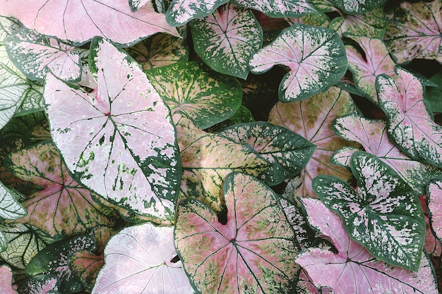 Primer plano de plantas de caladium rosa y verde