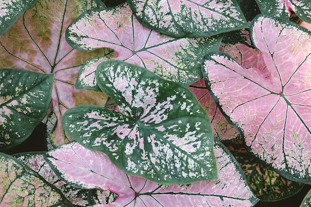 Primer plano de plantas de caladium rosa y verde