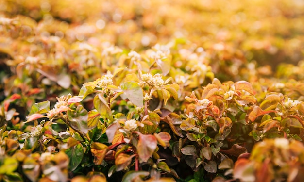 Primer plano de plantas con flores en la luz del sol