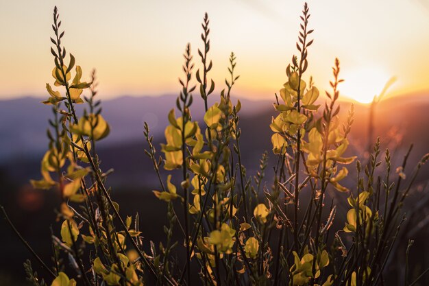 Primer plano de plantas con hojas verdes con cálida luz del atardecer en él