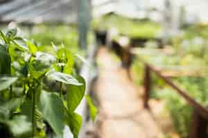 Foto gratuita primer plano de plantas en invernadero