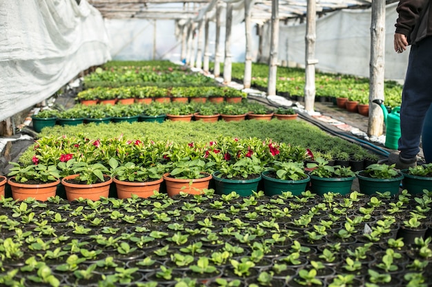 Primer plano de plantas en macetas